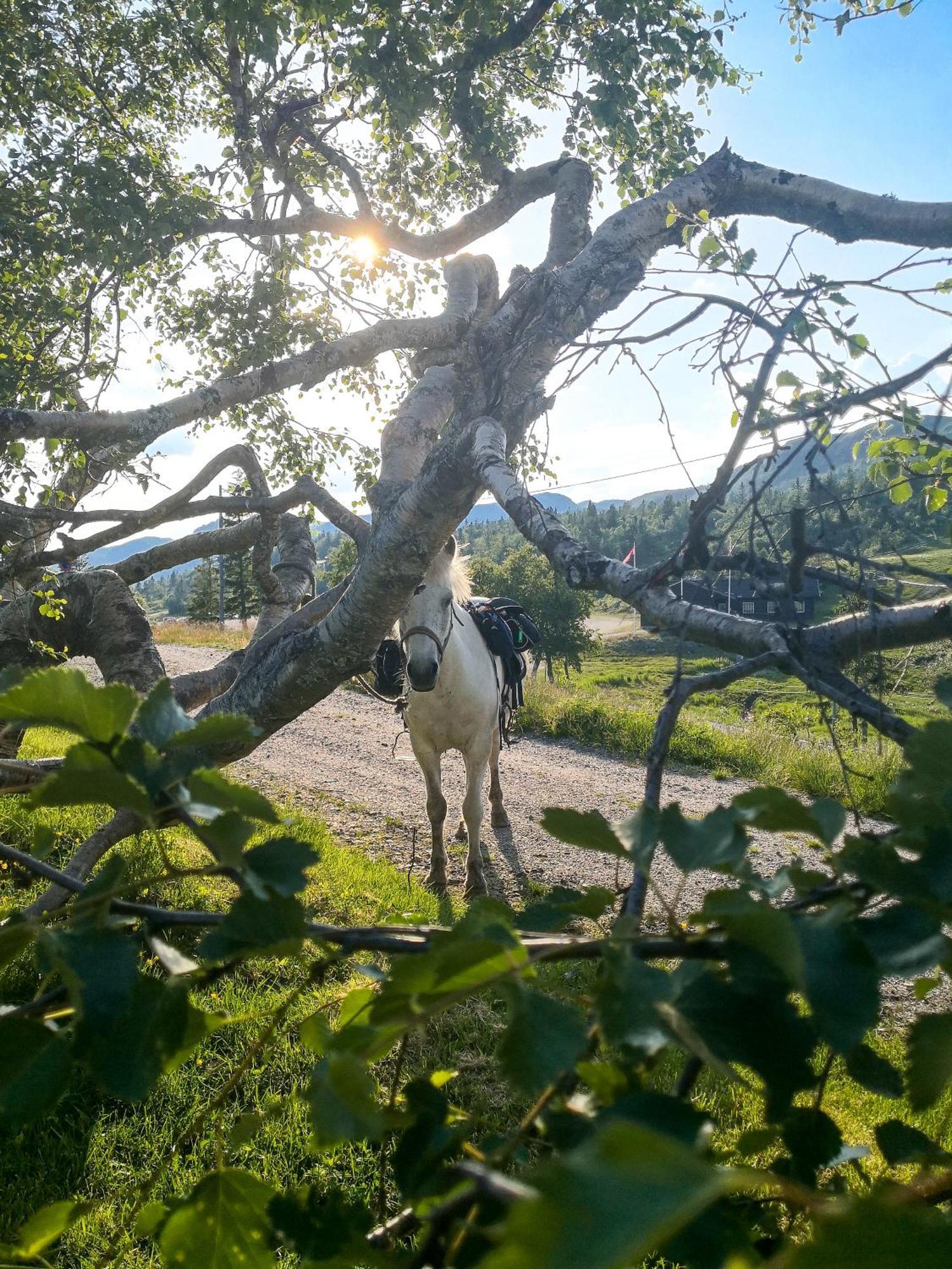 Lifjellstua Ξενοδοχείο Εξωτερικό φωτογραφία